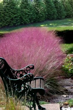 Pink Muhly Grass - Cotton Candy Grass - 2 Gallon Pot -Garden Sales Store Muhly Grass Pink 200