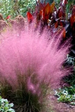 Pink Muhly Grass - Cotton Candy Grass - 2 Gallon Pot -Garden Sales Store Muhly Grass Pink 204