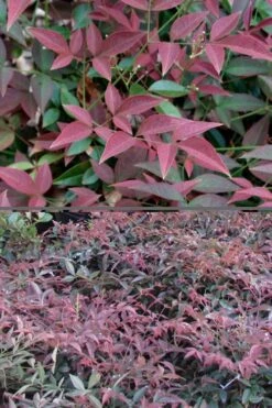 Flirt Dwarf Nandina - 2 Gallon Pot -Garden Sales Store Nandina Flirt 500x750 1