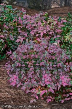 Harbor Belle Dwarf Nandina - 3 Gallon Pot