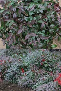 Harbor Belle Dwarf Nandina - 3 Gallon Pot -Garden Sales Store Nandina Harbor Belle 500x750 1