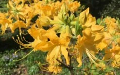 Admiral Semmes Native Azalea - Rhododendron - 3 Gallon Pot -Garden Sales Store Native Azalea Admiral Semmes 10
