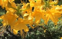 Admiral Semmes Native Azalea - Rhododendron - 3 Gallon Pot -Garden Sales Store Native Azalea Admiral Semmes 12