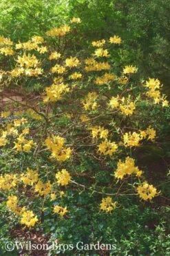 Admiral Semmes Native Azalea - Rhododendron - 3 Gallon Pot -Garden Sales Store Native Azalea Admiral Semmes 22 500x750 1