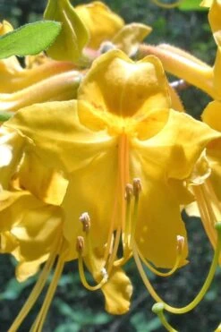 Admiral Semmes Native Azalea - Rhododendron - 3 Gallon Pot -Garden Sales Store Native Azalea Admiral Semmes 500x750 1