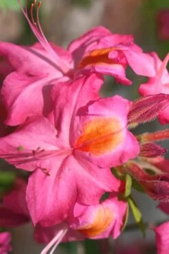 Country Cousin Pink Aromi Azalea (Rhododendron Hybrid) - 1 Gallon Pot -Garden Sales Store Native Azalea Country Cousin 3