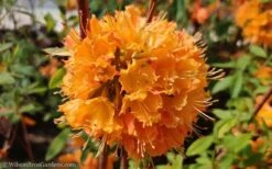 Dons Variegated Native Azalea - Rhododendron - 3 Gallon Pot 9 Dons Variegated Native Azalea - Rhododendron - 3 Gallon Pot -Garden Sales Store Native Azalea Dons Variegated 10