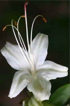 June Jubilee Aromi Azalea (Rhododendron Hybrid) - 3 Gallon Pot -Garden Sales Store Native Azalea June Jubilee 2