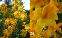 King's Wizard Aromi Azalea (Rhododendron Hybrid) - 3 Gallon Pot -Garden Sales Store Native Azalea Kings Wizard 4 1