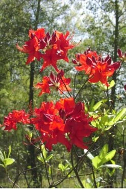 Radiant Red Aromi Azalea (Rhododendron Hybrid) - 1 Gallon Pot -Garden Sales Store Native Azalea Radiant Red 6