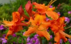 Red Pepper Aromi Azalea (Rhododendron Hybrid) - 1 Gallon Pot -Garden Sales Store Native Azalea Red Pepper 2