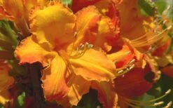 Solar Glow Sunbow Azalea - 3 Gallon Pot -Garden Sales Store Native Azalea Solar Glow 2