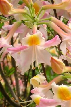 Touch Of Pink Aromi Azalea (Rhododendron Hybrid) - 3 Gallon Pot -Garden Sales Store Native Azalea Touch Of Pink 2