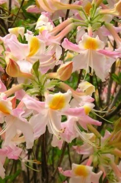 Touch Of Pink Aromi Azalea (Rhododendron Hybrid) - 3 Gallon Pot -Garden Sales Store Native Azalea Touch Of Pink 4