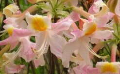 Touch Of Pink Aromi Azalea (Rhododendron Hybrid) - 3 Gallon Pot -Garden Sales Store Native Azalea Touch Of Pink 5