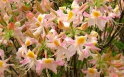 Touch Of Pink Aromi Azalea (Rhododendron Hybrid) - 3 Gallon Pot -Garden Sales Store Native Azalea Touch Of Pink 7