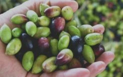 Arbequina Olive Tree - 1 Gallon Pot -Garden Sales Store Olive Tree Arbequina Fruits 1