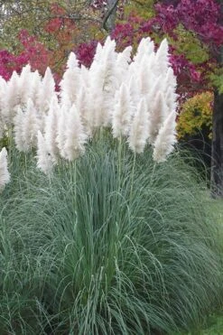 White Pampas Grass - 3 Gallon Pot -Garden Sales Store Pampas Grass White 11