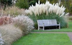 White Pampas Grass - 3 Gallon Pot -Garden Sales Store Pampas Grass White 6