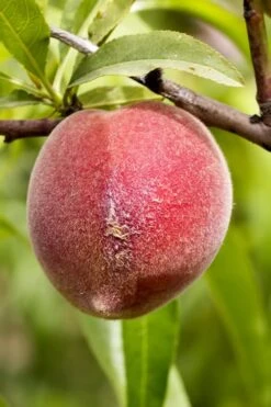 Bonanza Dwarf Patio Peach Tree - 5 Gallon -Garden Sales Store Peach Bonanza 1