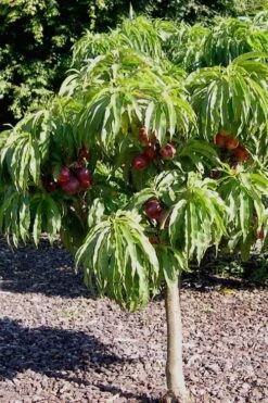 Bonanza Dwarf Patio Peach Tree - 5 Gallon -Garden Sales Store Peach Bonanza 2