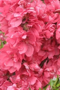 Bonanza Dwarf Patio Peach Tree - 5 Gallon -Garden Sales Store Peach Bonanza 3