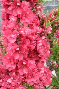 Bonanza Dwarf Patio Peach Tree - 5 Gallon -Garden Sales Store Peach Bonanza 4