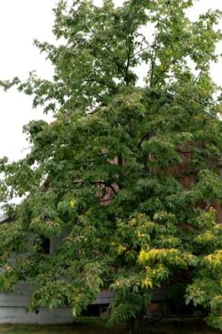 American Persimmon Tree - Diospyros Virginiana - 3 Gallon Pot 12 American Persimmon Tree - Diospyros Virginiana - 3 Gallon Pot -Garden Sales Store Persimmon American 2