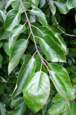 American Persimmon Tree - Diospyros Virginiana - 3 Gallon Pot 11 American Persimmon Tree - Diospyros Virginiana - 3 Gallon Pot -Garden Sales Store Persimmon American 3