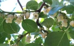 American Persimmon Tree - Diospyros Virginiana - 3 Gallon Pot 13 American Persimmon Tree - Diospyros Virginiana - 3 Gallon Pot -Garden Sales Store Persimmon American 5