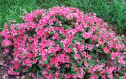Chinzan Dwarf Azalea - 3 Gallon Pot -Garden Sales Store Picture Azalea Chinzan 2