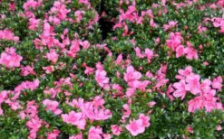 Chinzan Dwarf Azalea - 3 Gallon Pot -Garden Sales Store Picture Azalea Chinzan