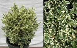 Dwarf Variegated Boxwood - 5 Gallon Pot -Garden Sales Store Picture Boxwood Dwarf Variegated