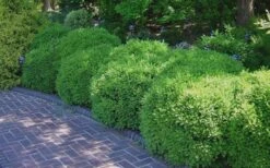 Franklins Gem Dwarf Boxwood - 6 Pack Of 1 Gallon Pots -Garden Sales Store Picture Boxwood Franklins Gem 2
