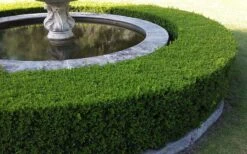 Franklins Gem Dwarf Boxwood - 6 Pack Of 1 Gallon Pots -Garden Sales Store Picture Boxwood Franklins Gem Hedge 2