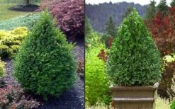 Green Mountain Boxwood - 2 Gallon Pot 13 Green Mountain Boxwood - 2 Gallon Pot -Garden Sales Store Picture Boxwood Green Mountain 2 1