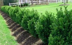 Green Mountain Boxwood - 5 Gallon Pot 11 Green Mountain Boxwood - 5 Gallon Pot -Garden Sales Store Picture Boxwood Green Mountain Hedge 4