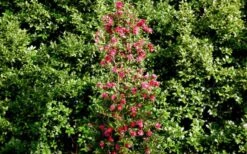 October Magic Rose Camellia - 2 Gallon Pot -Garden Sales Store Picture Camellia October Magic Rose Column 1