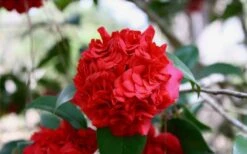 Professor Sargent Camellia Japonica - 6 Pack Of 1 Gallon Pots -Garden Sales Store Picture Camellia Professor Sargent Closeup