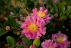 October Magic Carpet Dwarf Camellia - 3 Gallon Pot -Garden Sales Store Picture Camellia Sasanqua October Magic Carpet