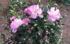 October Magic Orchid Camellia - 1 Gallon Pot -Garden Sales Store Picture CamelliaOrchidOctoberMajic 2