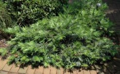 Creeping Japanese Plum Yew (Cephalotaxus Harringtonia 'Prostrata') - 7 Gallon Pot 14 Creeping Japanese Plum Yew (Cephalotaxus Harringtonia 'Prostrata') - 7 Gallon Pot -Garden Sales Store Picture Creeping Yew