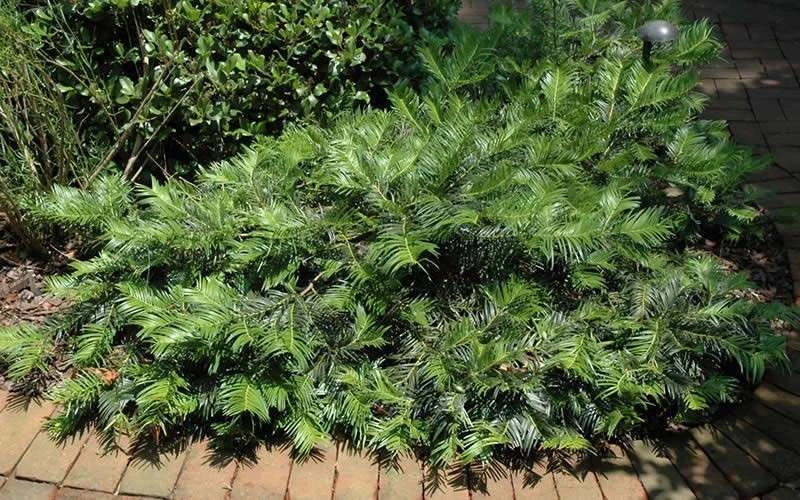 Creeping Japanese Plum Yew (Cephalotaxus Harringtonia 'Prostrata') - 7 Gallon Pot 7 Creeping Japanese Plum Yew (Cephalotaxus Harringtonia 'Prostrata') - 7 Gallon Pot - Image 7