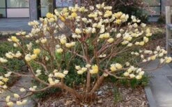 Winter Gold Edgeworthia Chrysantha (Paper Bush) - 1 Gallon Pot -Garden Sales Store Picture Edgeworthia Paper Bush 3