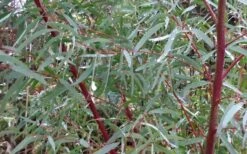 Angus Cold Hardy Eucalyptus Tree (Eucalyptus Nicholii) - 1 Gallon Pot -Garden Sales Store Picture Eucalyptus Tree Anugus Willow Leaf Peppermint