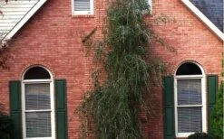 Weeping Yaupon Holly - Ilex Vomitoria 'Pendula' - 3 Gallon Pot -Garden Sales Store Picture Holly Weeping Yaupon 1
