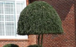 Weeping Yaupon Holly - Ilex Vomitoria 'Pendula' - 3 Gallon Pot -Garden Sales Store Picture Holly Weeping Yaupon