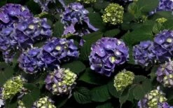 Bloomstruck Endless Summer Hydrangea - 3 Gallon Pot -Garden Sales Store Picture Hydrangea Bloomstruck