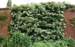 Climbing Hydrangea 'Petiolaris' - 1 Gallon Pot (2.5-3') -Garden Sales Store Picture Hydrangea Climbing Petiolaris 5