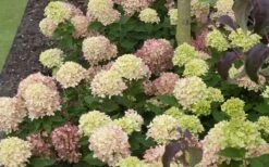 Little Lime Hydrangea - 3 Gallon Pot -Garden Sales Store Picture Hydrangea Little Lime 2 1